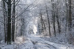 Snowy Forest Scene Prints: Tree, trees, landscape, snow, tree