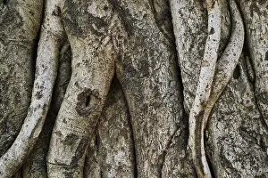 Close Up Tree Bark Prints: Tree trunk bark texture background close up