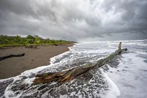 Tropical Coastline Scenery Prints: Tree trunk on the beach in the surf