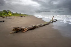 Tree Trunk On Beach Prints: Tree trunk on the beach in the surf