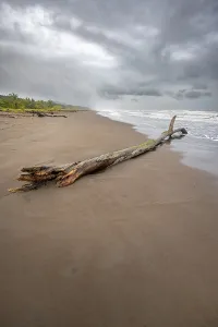 Caribbean Coast Scenery Prints: Tree trunk on the beach in the surf