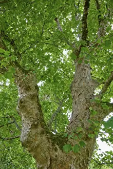 Tree Trunk Photography Prints: Tree trunk and branches with dense green canopy in the background