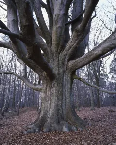 Deciduous Tree Trunk Prints: Tree trunk of the copper beech (Fagus sylvatica)