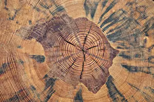 Biological Cultivation Process Prints: Tree trunk, cross section