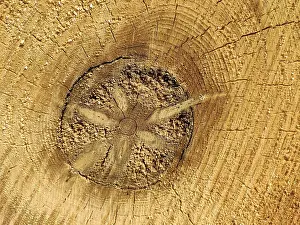 German Coniferous Trees Prints: Tree trunk, cross section with decaying core