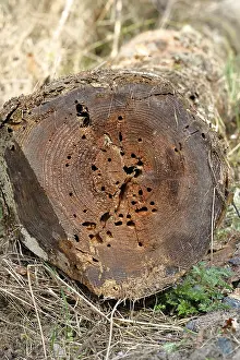 Central European Wildlife Images Prints: Tree trunk, drilled by beetles