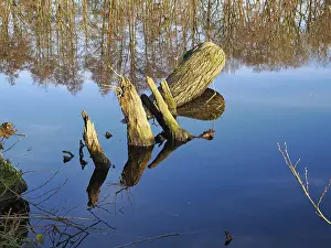 Forest Lake Scenery Prints: Tree trunk in a forest lake, reflection