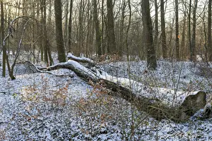 German Forest Landscape Photo Prints: Tree trunk lying in deciduous forest in snow