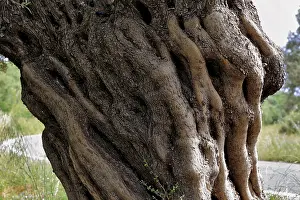 Crete Greece Prints: Tree trunk of an old olive tree
