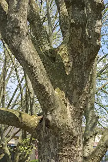 Deciduous Tree Trunks Prints: Tree trunk of a plane tree (Platanus)