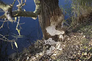 Rodent Animal Pictures Prints: A tree trunk shows the marks of a beaver's teeth