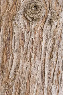 Close Up Tree Trunk Prints: Tree trunk, tree bark, wood as background, texture