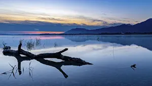 Atmospheric Evening Sky Germany Prints: Tree trunk on water surface with reflection at blue hour