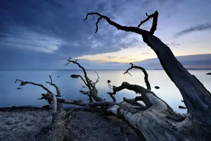 Deserted Beach In Northern Germany Prints: Tree trunks on the beach after sunset