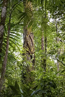 Corcovado National Park Prints: Tree trunks among dense vegetation