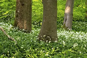 Springtime Woodland Scene Prints: Tree trunks in an idyllic deciduous forest in spring