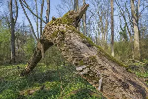 Moss Covered Tree Trunks Prints: Tree trunks lie on the ground in the forest