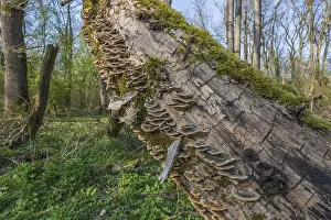 Moss Covered Tree Trunks Prints: Tree trunks lie on the ground in the forest