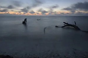 Baltic Sea Landscape Prints: Tree trunks lying on the shore
