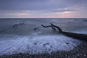 Baltic Sea Shore Prints: Tree trunks lying on the shore