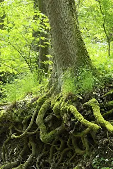 Moss Covered Tree Trunks Prints: Tree trunks, moss-covered roots