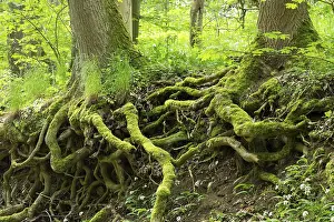 Moss Covered Tree Trunks Prints: Tree trunks, moss-covered roots