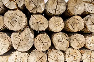 Uninhabited Forest Scene Prints: Tree trunks piled up