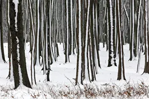 Snow Capped Trees In Germany Prints: Tree trunks in a snowy landscape
