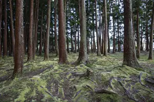 Moss Covered Tree Trunks Prints: Tree trunks and tree roots covered with moss