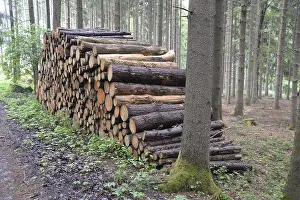 Tree Trunk Photography Prints: Tree trunks, tree, trunk, log wood