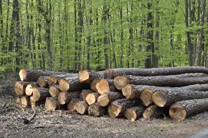 Forest Management Prints: Tree trunks, tree trunk, logs, forest