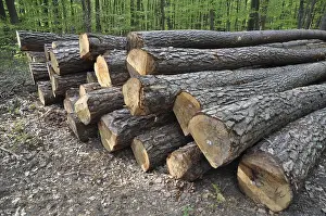 Woodland Landscape Prints: Tree trunks, tree trunk, logs, forest