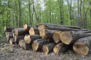 Forest Management Prints: Tree trunks, tree trunk, logs, forest