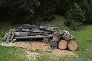 Timber Industry Images Prints: Tree trunks, tree trunk, trunks
