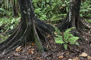 Tropical Forest Prints: Tree trunks and tropical vegetation