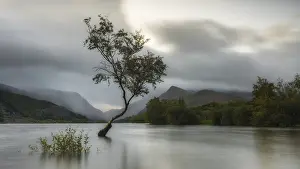 Morning Atmosphere Photography Prints: Tree in the water, Llyn Padarn
