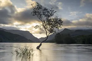 Natural Preserve UK Prints: Tree in the water, Llyn Padarn