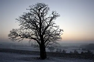 Nature Photography Winter Scenes Prints: Tree in winter at sunset