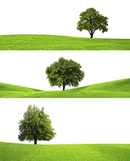 Cutout Image Prints: Three trees