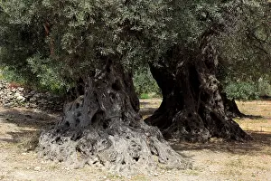 Crete Greece Prints: Trees of the ancient olive trees
