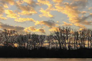 Lower Rhine Nature Scene Prints: Trees in backlight at a quarry pond