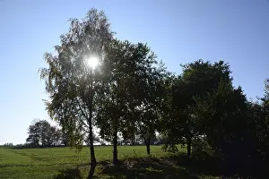 Tree Silhouette Prints: Trees, backlight, tree, meadow