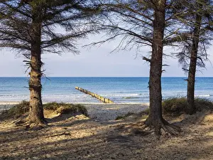 Coastal Protection Germany Prints: Trees on the Baltic coast