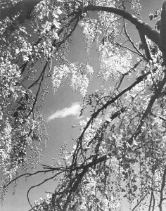 High Mountain Ranges India Prints: Trees at beginning of spring in Himalayas, Uttaranchal, India 1940's