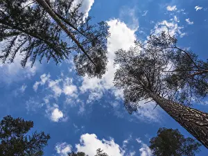 Central European Trees Prints: Trees with a cloudy sky