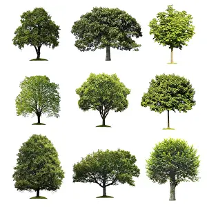 Symbolic Picture Concept Prints: Trees Collection