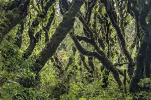 Uninhabited Natural Preserves Prints: Trees covered with dense moss in rainforest