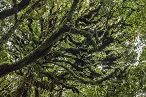 Overgrown With Moss Trees Prints: Trees covered with dense moss in rainforest