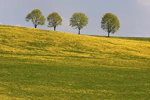 European Flower Fields Prints: Four trees in dandelion meadow