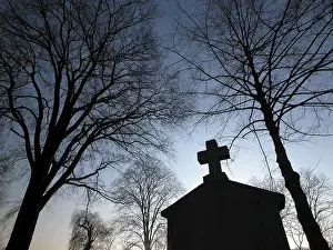 Deciduous Tree Trunks Prints: Trees at the evening on a graveyard